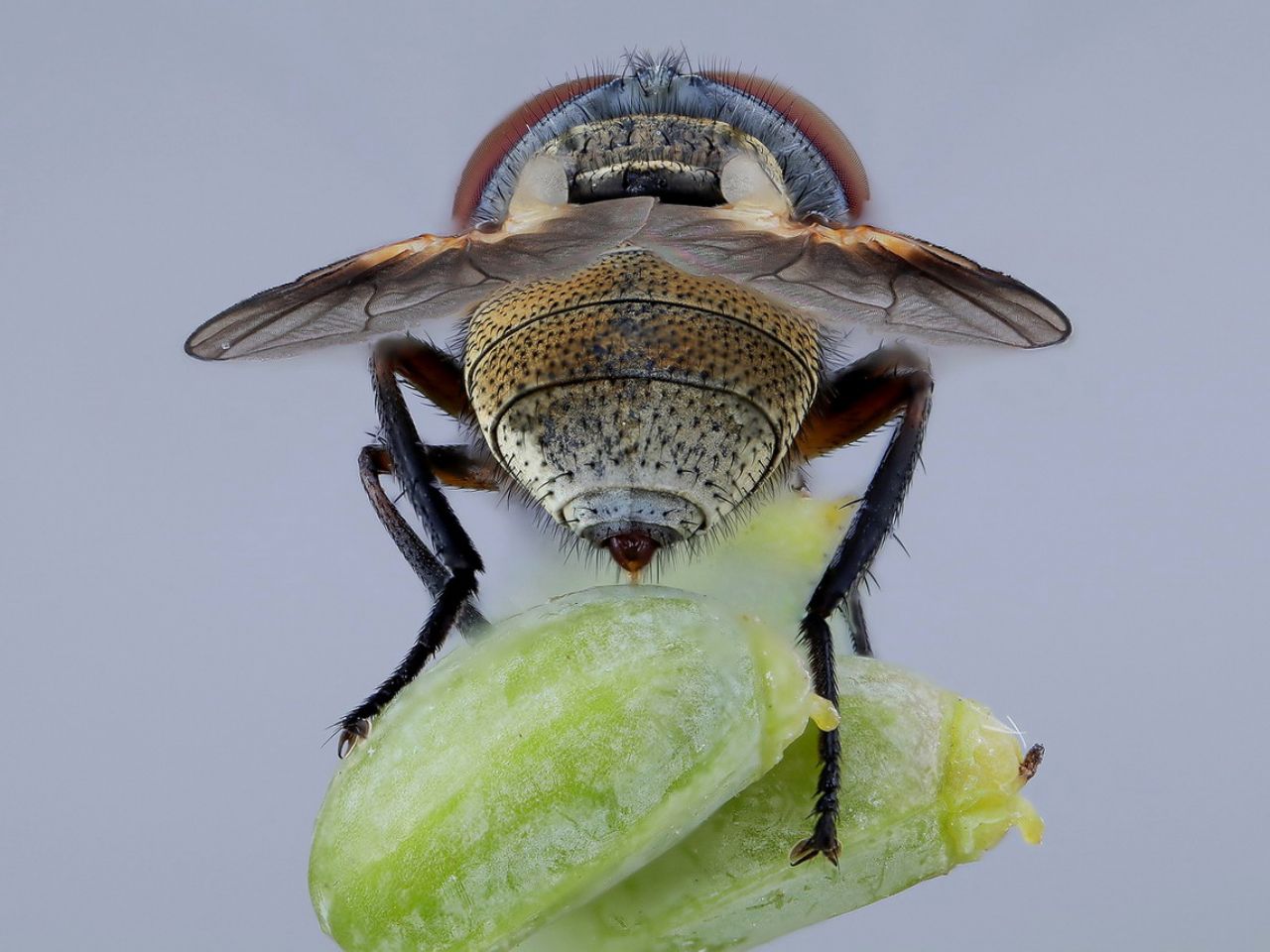 Tachinidae: Ectophasia cfr. crassipennis, femmina